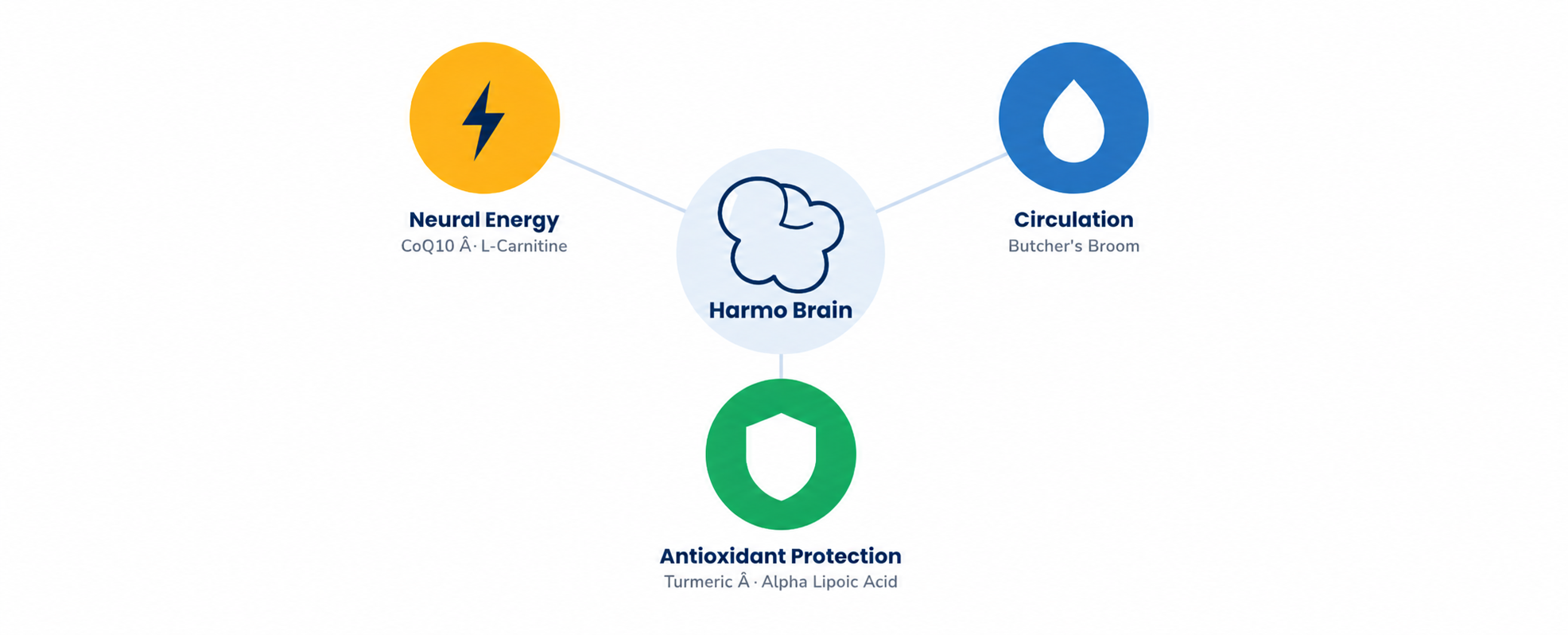 Harmo Brain formula diagram - Neural Energy, Circulation, Antioxidant Protection