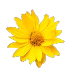 Arnica Oil