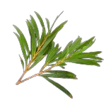 Tea Tree Essential Oil